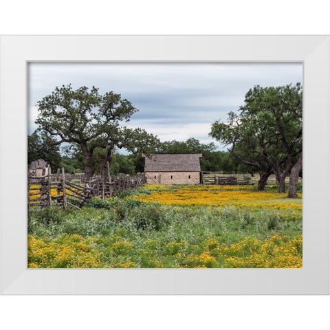 Vivid field of wildflowers in the Lyndon B. Johnson National Historical Park in Johnson City, TX White Modern Wood Framed Art Print by Highmith, Carol