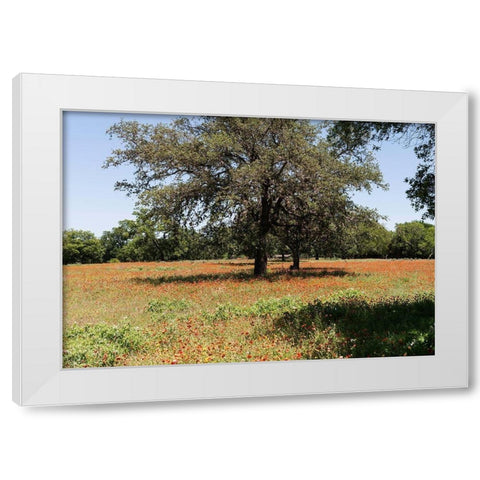 Shade trees and wildflowers on the LBJ Ranch, near Stonewall in the Texas Hill Country White Modern Wood Framed Art Print by Highmith, Carol
