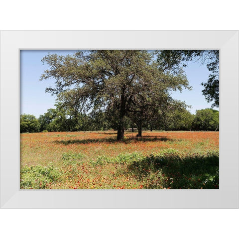 Shade trees and wildflowers on the LBJ Ranch, near Stonewall in the Texas Hill Country White Modern Wood Framed Art Print by Highmith, Carol