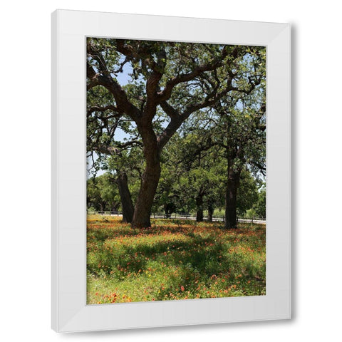 Shade trees and wildflowers on the LBJ Ranch, near Stonewall in the Texas Hill Country White Modern Wood Framed Art Print by Highmith, Carol