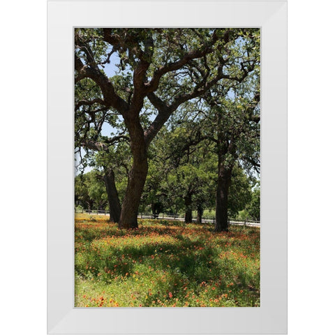 Shade trees and wildflowers on the LBJ Ranch, near Stonewall in the Texas Hill Country White Modern Wood Framed Art Print by Highmith, Carol
