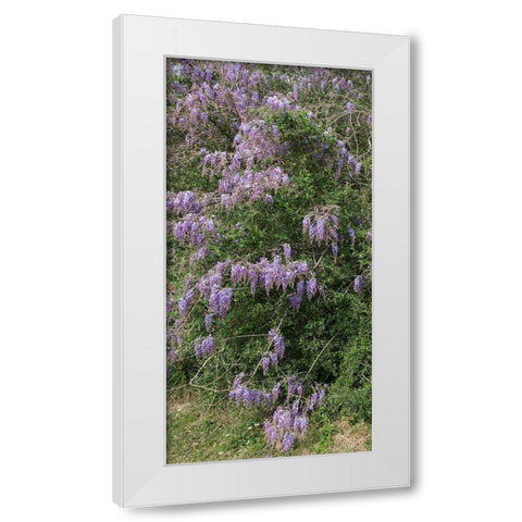 Spring flowers in Big Thicket National Preserve White Modern Wood Framed Art Print by Highmith, Carol