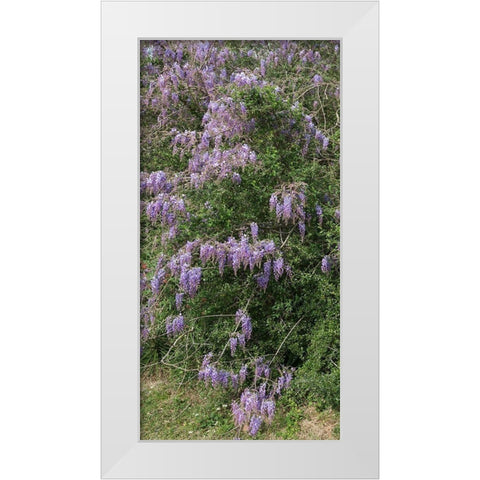 Spring flowers in Big Thicket National Preserve White Modern Wood Framed Art Print by Highmith, Carol