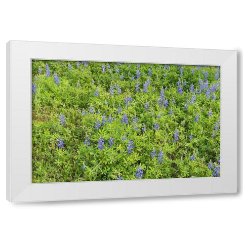 Spring flowers in Big Thicket National Preserve White Modern Wood Framed Art Print by Highmith, Carol