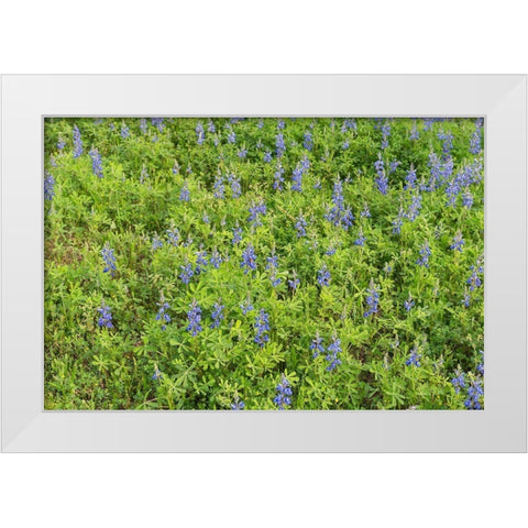 Spring flowers in Big Thicket National Preserve White Modern Wood Framed Art Print by Highmith, Carol