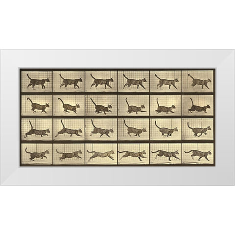 Motion Study: Running Cat White Modern Wood Framed Art Print by Muybridge, Eadweard J.