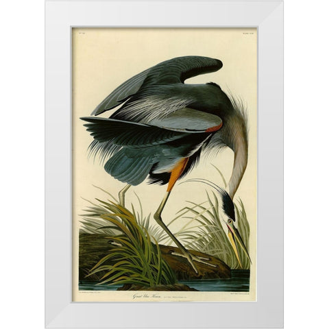The Great Blue Heron White Modern Wood Framed Art Print by Audubon, John James