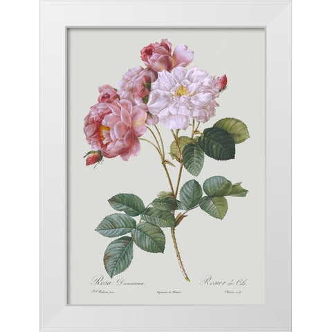 Damask Rose White Modern Wood Framed Art Print by Redoute, Pierre Joseph