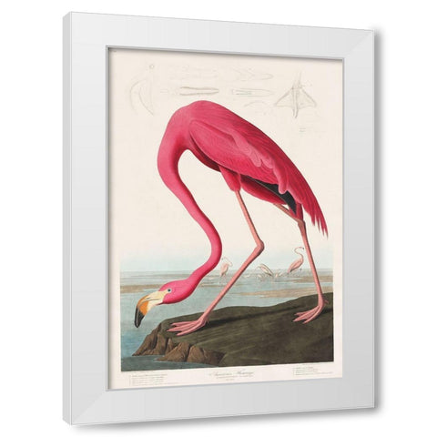 Pink Flamingo White Modern Wood Framed Art Print by Audubon, John James