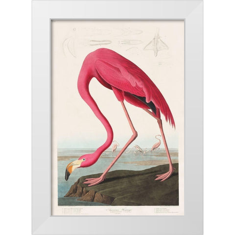 Pink Flamingo White Modern Wood Framed Art Print by Audubon, John James