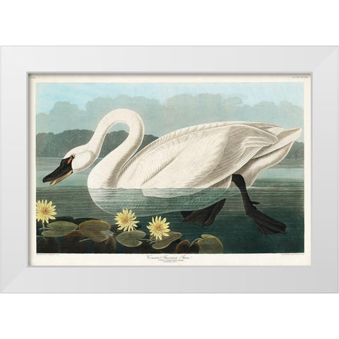 Common American Swan White Modern Wood Framed Art Print by Audubon, John James