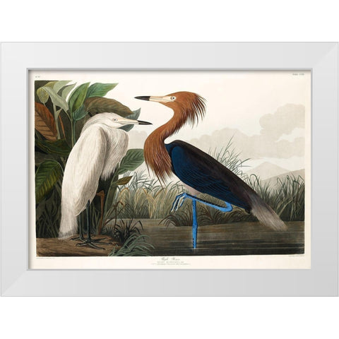 Purple Heron White Modern Wood Framed Art Print by Audubon, John James
