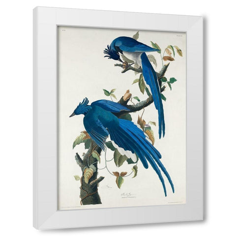 Columbia Jay White Modern Wood Framed Art Print by Audubon, John James