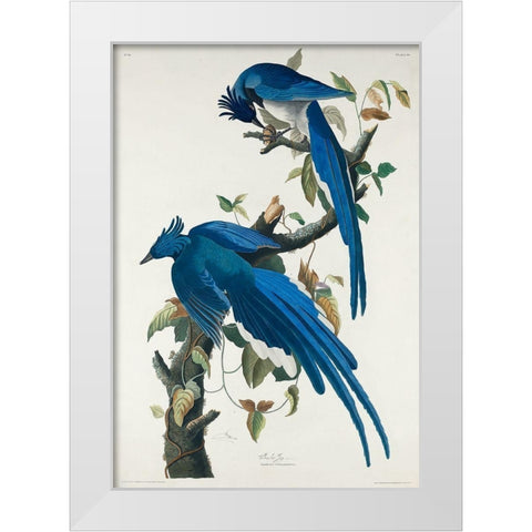 Columbia Jay White Modern Wood Framed Art Print by Audubon, John James
