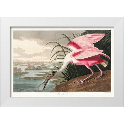 Roseate SpoonbillÂ  White Modern Wood Framed Art Print by Audubon, John James