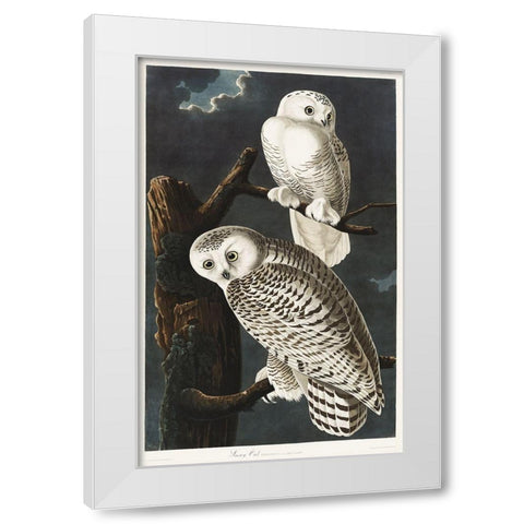 Snowy Owl White Modern Wood Framed Art Print by Audubon, John James