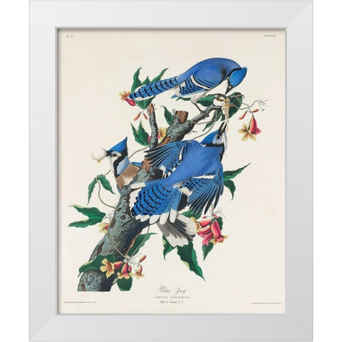 Blue Jay White Modern Wood Framed Art Print by Audubon, John James