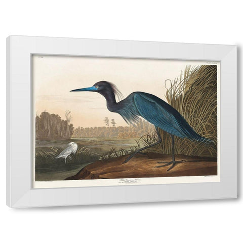 Blue Crane or Heron White Modern Wood Framed Art Print by Audubon, John James