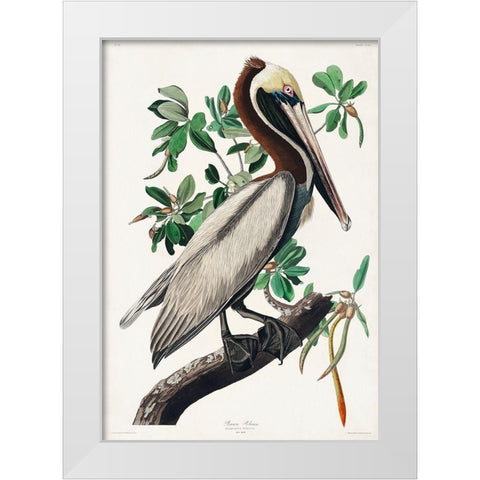Brown Pelican White Modern Wood Framed Art Print by Audubon, John James