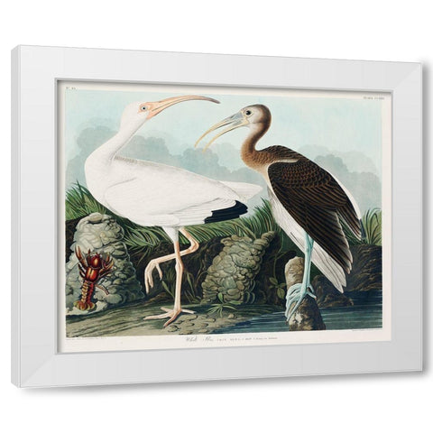 White Ibis White Modern Wood Framed Art Print by Audubon, John James