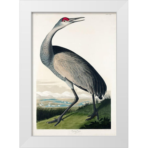 Hooping Crane White Modern Wood Framed Art Print by Audubon, John James