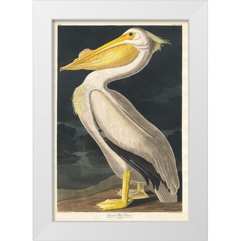 American White Pelican White Modern Wood Framed Art Print by Audubon, John James