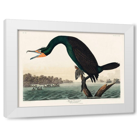 Florida Cormorant White Modern Wood Framed Art Print by Audubon, John James