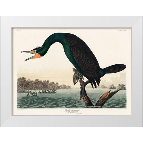 Florida Cormorant White Modern Wood Framed Art Print by Audubon, John James