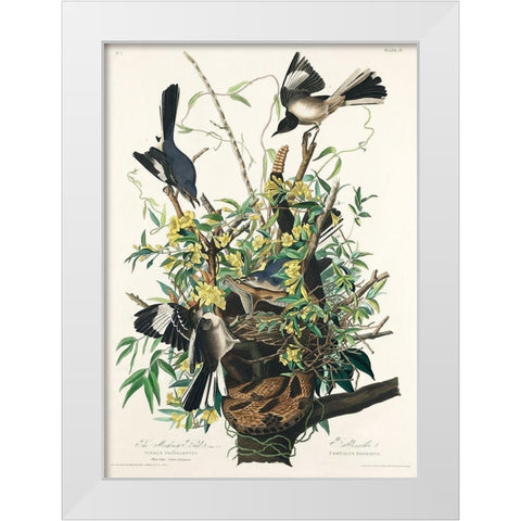 Mocking Bird White Modern Wood Framed Art Print by Audubon, John James