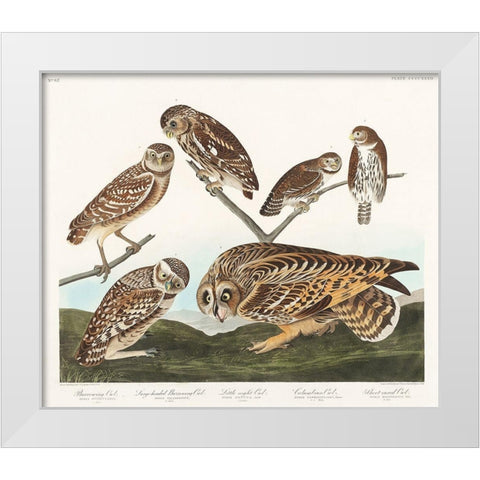 Burrowing Owl, Large-Headed Burrowing Owl, Little Night Owl, Columbian Owl and Short-cared Owl White Modern Wood Framed Art Print by Audubon, John James