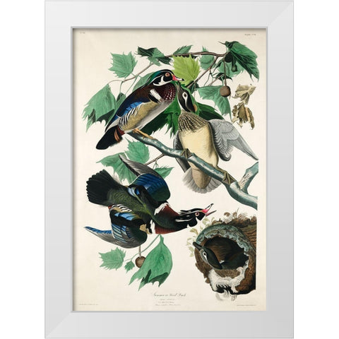 Summer, or Wood Duck White Modern Wood Framed Art Print by Audubon, John James