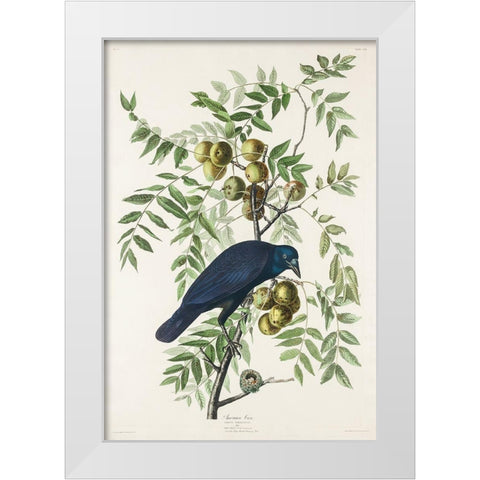 American Crow White Modern Wood Framed Art Print by Audubon, John James