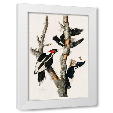 Ivory-billed Woodpecker White Modern Wood Framed Art Print by Audubon, John James