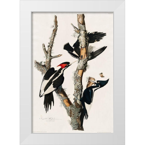 Ivory-billed Woodpecker White Modern Wood Framed Art Print by Audubon, John James