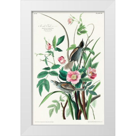 Seaside Finch White Modern Wood Framed Art Print by Audubon, John James