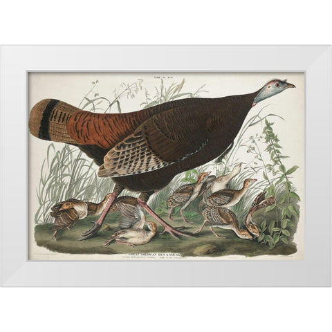 Great American Hen and YoungÂ  White Modern Wood Framed Art Print by Audubon, John James