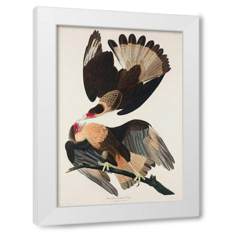 Brasilian Caracara Eagle White Modern Wood Framed Art Print by Audubon, John James