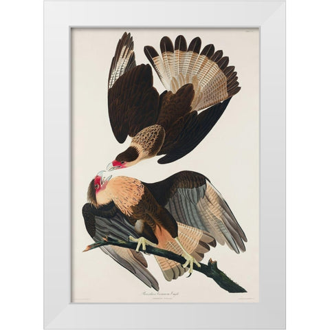 Brasilian Caracara Eagle White Modern Wood Framed Art Print by Audubon, John James