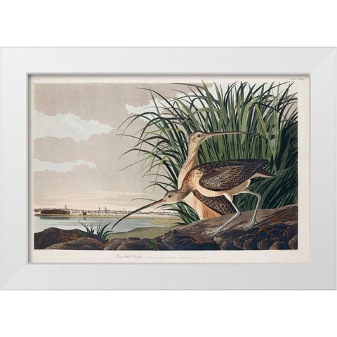 Long-billed Curlew White Modern Wood Framed Art Print by Audubon, John James