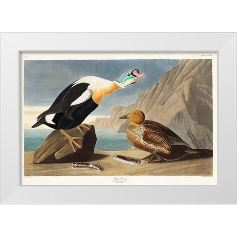 King Duck White Modern Wood Framed Art Print by Audubon, John James