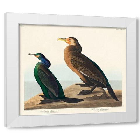 Violet-green Cormorant and Townsends Cormorant White Modern Wood Framed Art Print by Audubon, John James