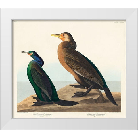 Violet-green Cormorant and Townsends Cormorant White Modern Wood Framed Art Print by Audubon, John James