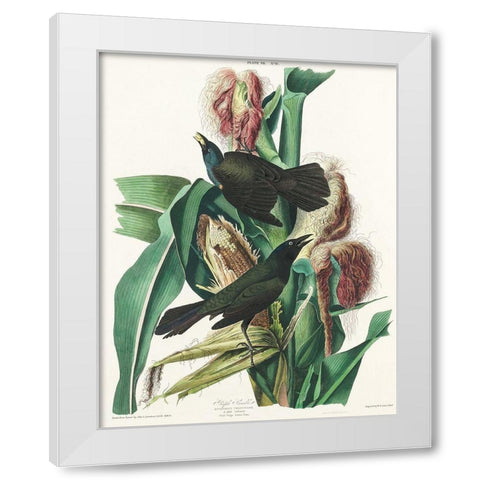 Purple Grakle or Common Crow Blackbird White Modern Wood Framed Art Print by Audubon, John James