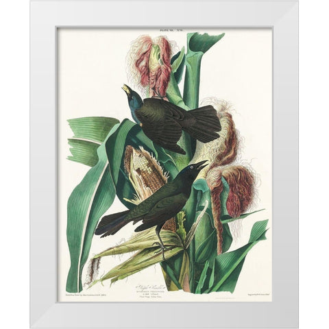 Purple Grakle or Common Crow Blackbird White Modern Wood Framed Art Print by Audubon, John James