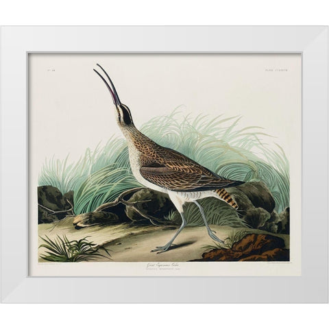 Hudsonian Curlew White Modern Wood Framed Art Print by Audubon, John James