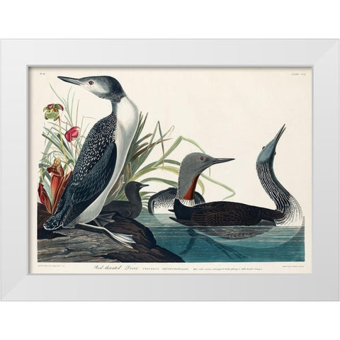 Red-Throated Diver White Modern Wood Framed Art Print by Audubon, John James