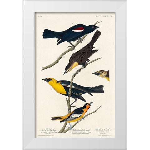 Nuttalls Starling, Yellow-headed Troopial and Bullocks Oriole White Modern Wood Framed Art Print by Audubon, John James