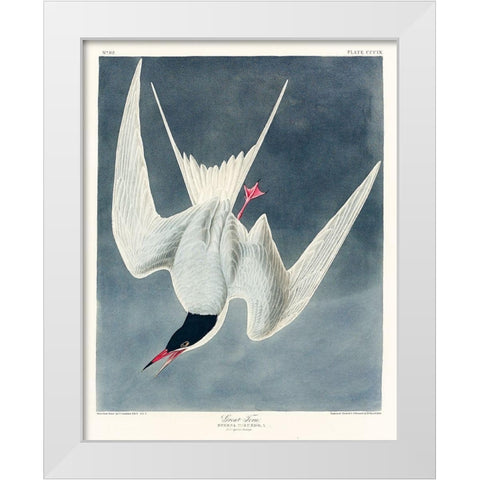 Great Tern White Modern Wood Framed Art Print by Audubon, John James