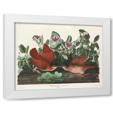 Key-west Dove White Modern Wood Framed Art Print by Audubon, John James