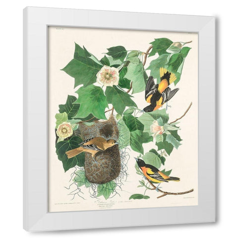 Baltimore Oriole White Modern Wood Framed Art Print by Audubon, John James
